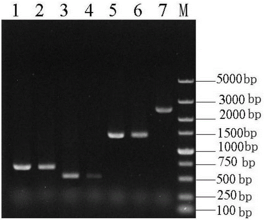 Saccharomyces cerevisiae engineering bacterium capable of utilizing whey efficiently to produce ethyl alcohol and construction method of saccharomyces cerevisiae engineering bacterium