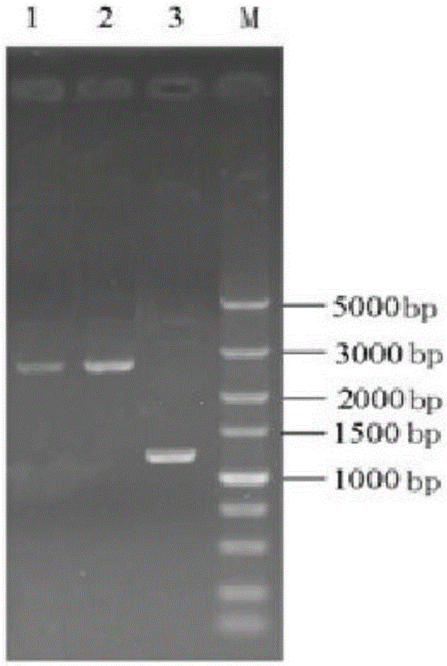 Saccharomyces cerevisiae engineering bacterium capable of utilizing whey efficiently to produce ethyl alcohol and construction method of saccharomyces cerevisiae engineering bacterium