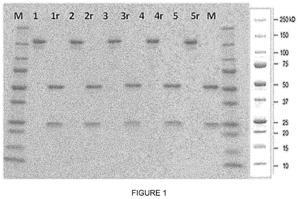 Human follicle-stimulating hormone receptor (FSHR) extracellular domain antibodies and methods of use thereof