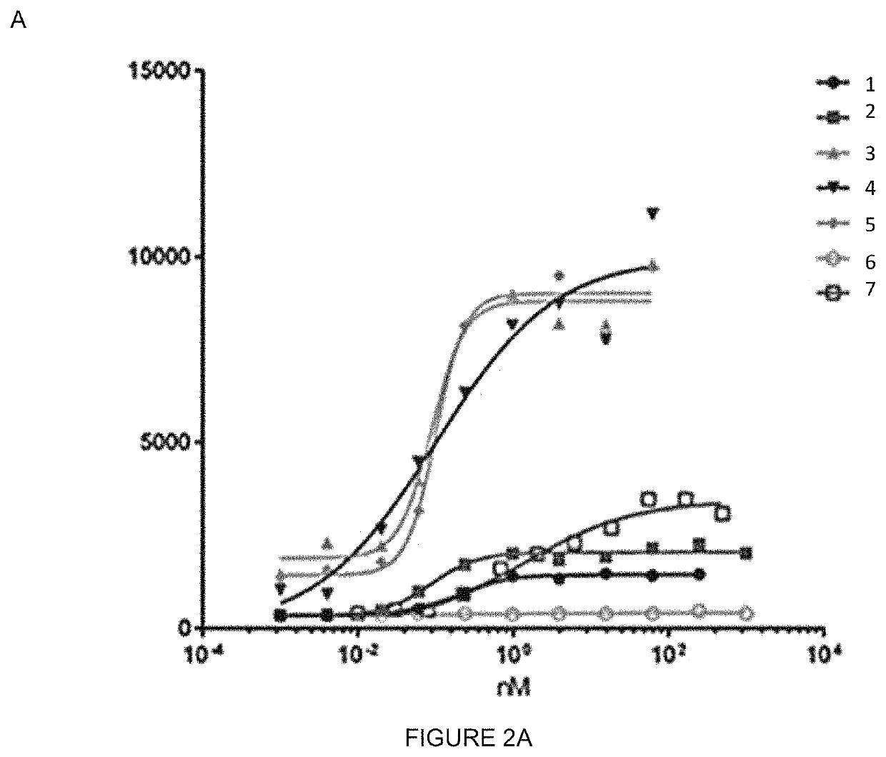 Human follicle-stimulating hormone receptor (FSHR) extracellular domain antibodies and methods of use thereof