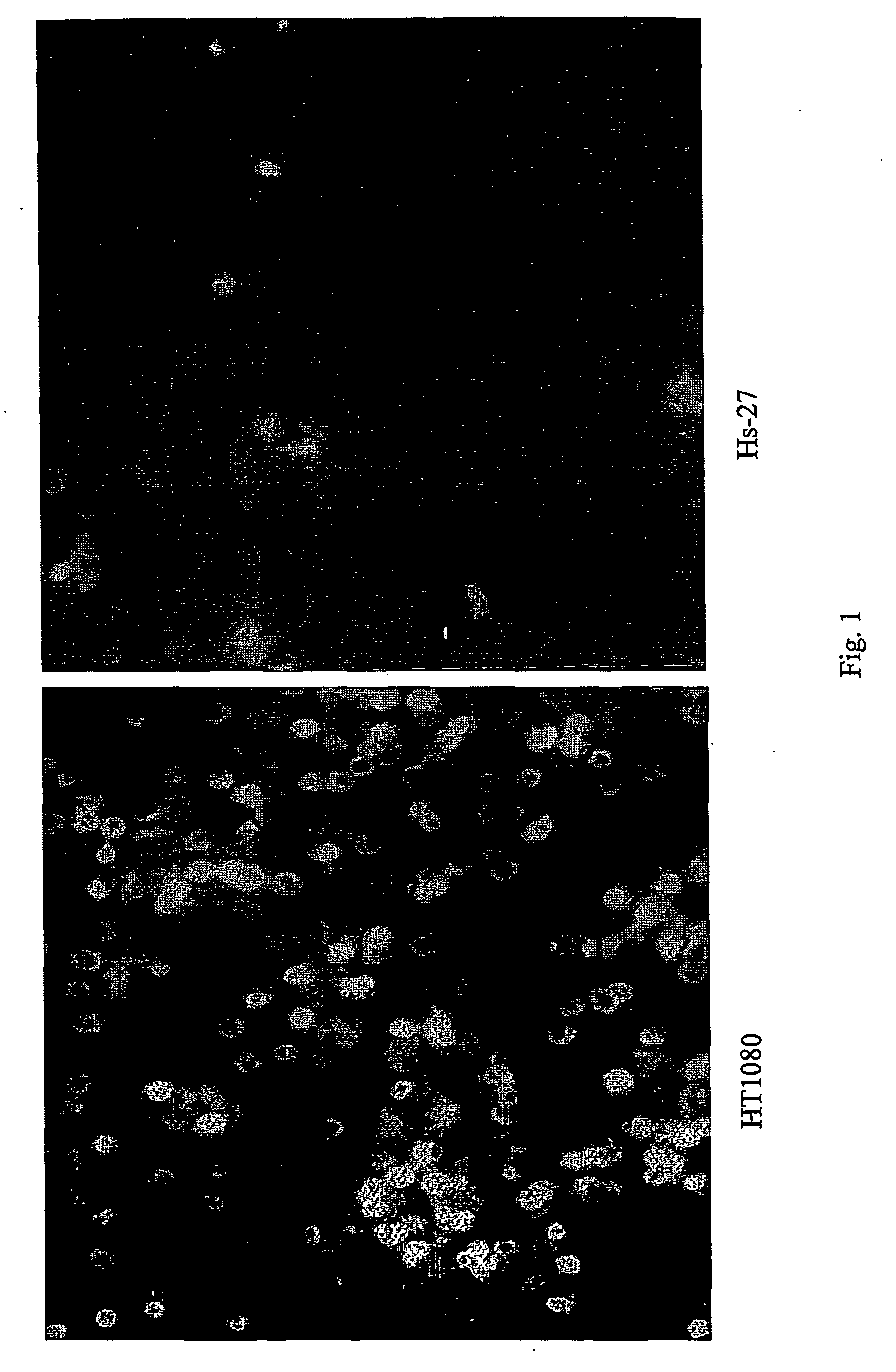 Modulation of the poliovirus receptor function