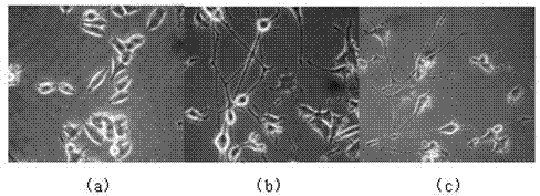 Triterpenoid compounds, and preparation and application thereof