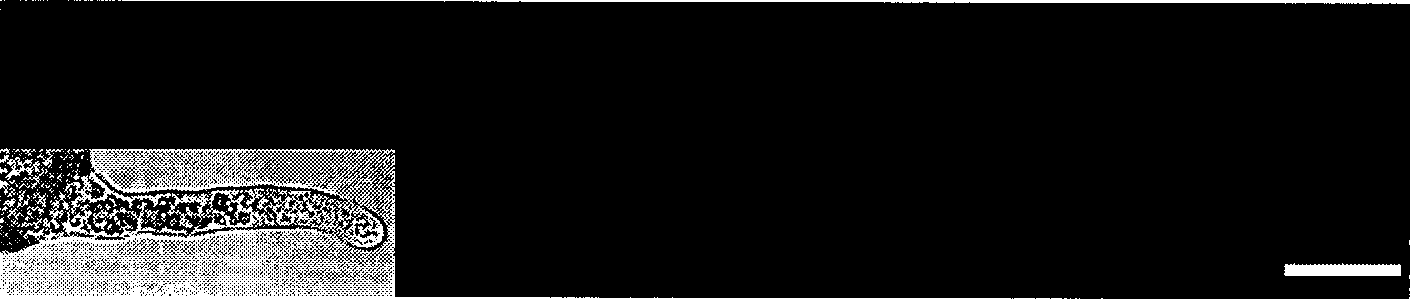 Gumnosperm pollen tube microfilament framework fluorescent marking method and its uses