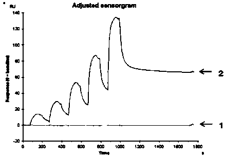 A single domain antibody that recognizes hla-a2/rmfpnapyl