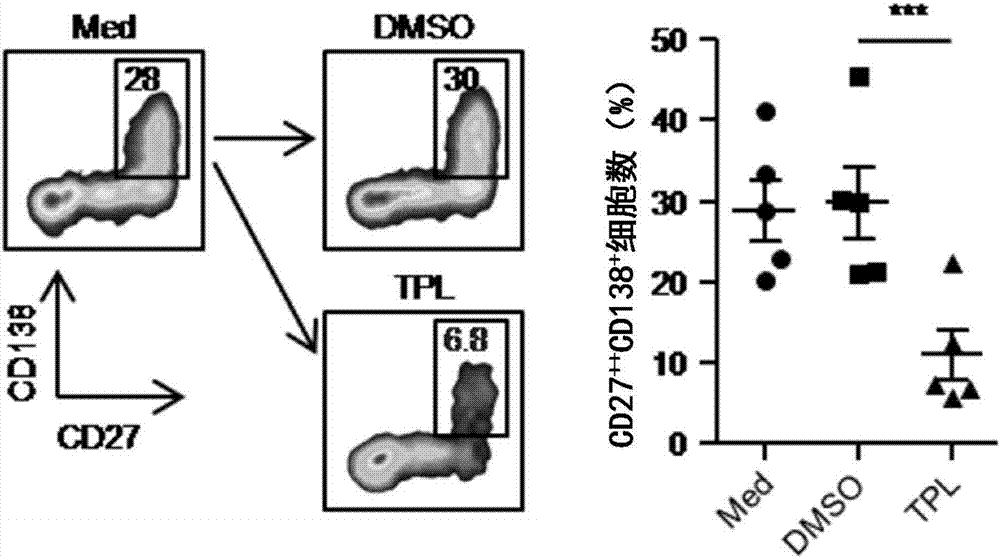 Triptolide and application of modifier thereof to inhibition of antibody generation by B cells