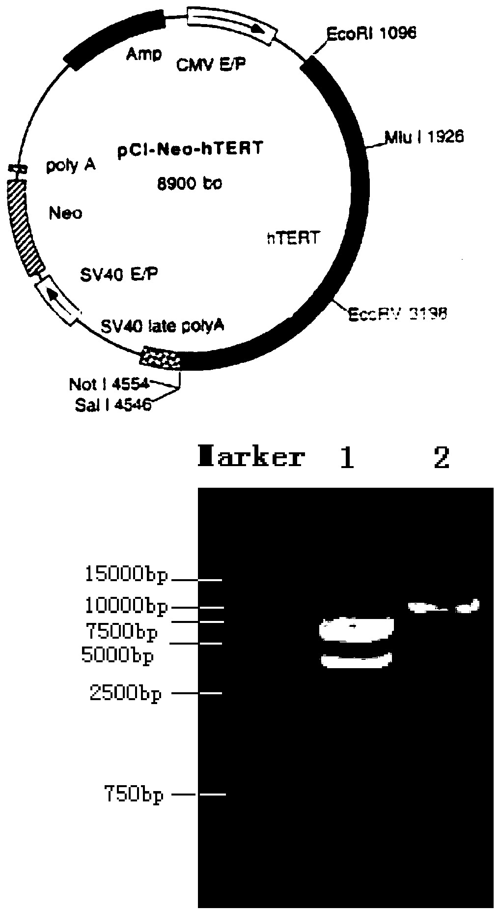 Bovine testis sertoli cell carcinoma cell, and application thereof in separation and culture of poxviruses