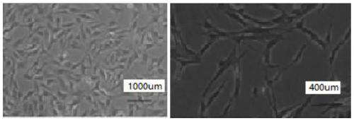 Bovine testis sertoli cell carcinoma cell, and application thereof in separation and culture of poxviruses