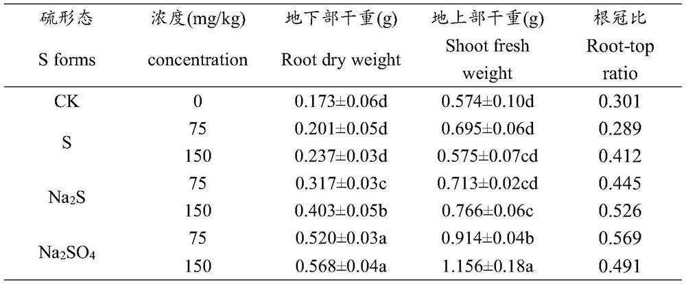 Regulation and control method for promoting excessive absorption and accumulation of lead by Arabis alpina Linn. var. parviflora Franch. through mediation of sulfur