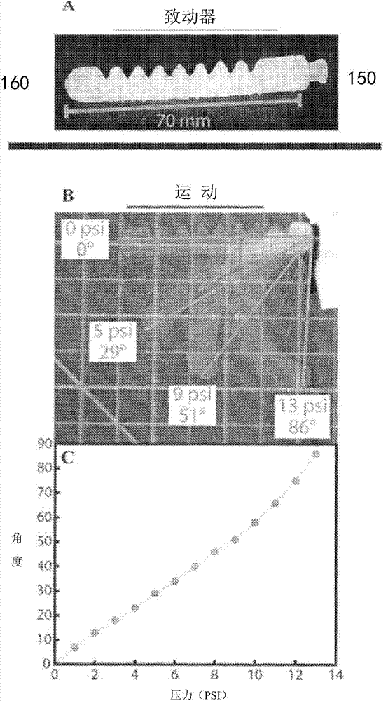 Soft robotic actuators utilizing asymmetric surfaces