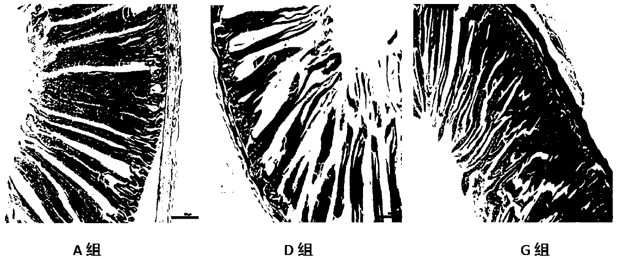 Broiler chicken double toxin detoxicant and preparation method thereof