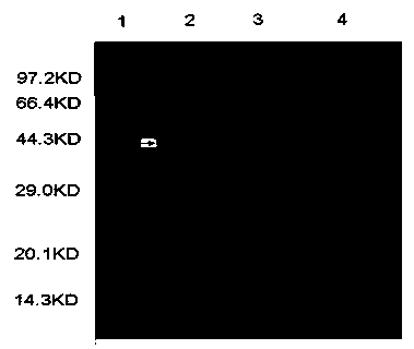 Space-induced efficient bifidobacterium longum, application thereof, and preparation method of capsule preparation thereof