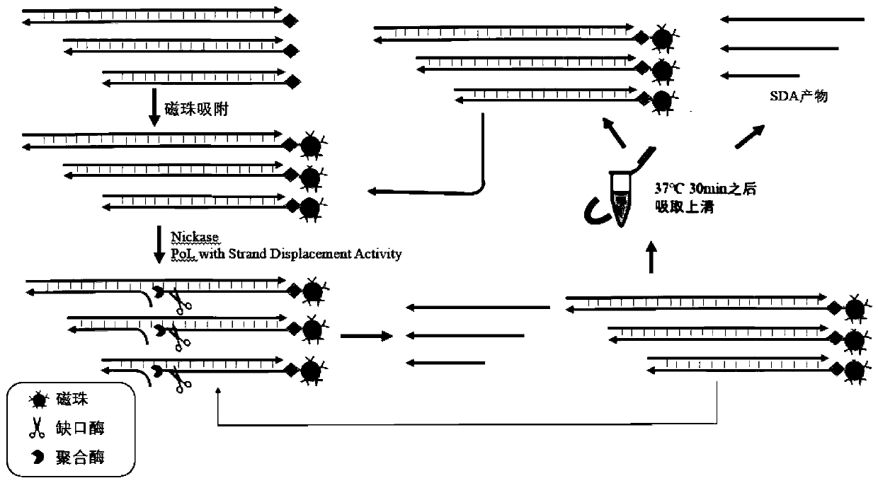 Isothermal oligonucleotide library amplification method applied to DNA data storage