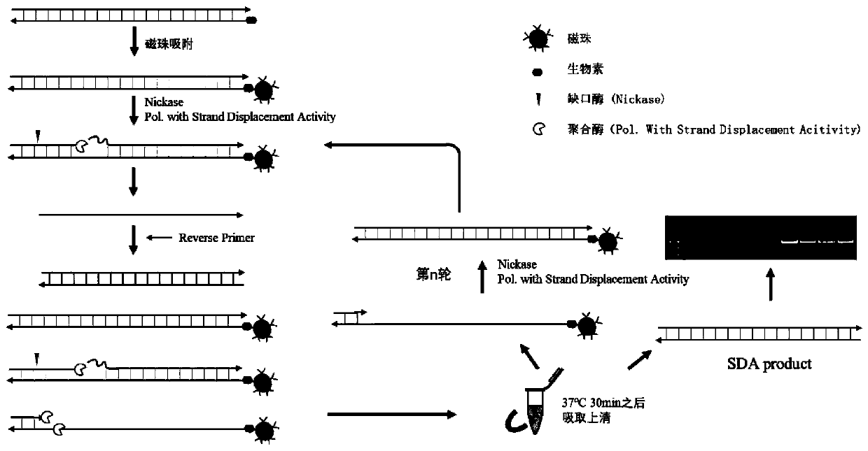 Isothermal oligonucleotide library amplification method applied to DNA data storage