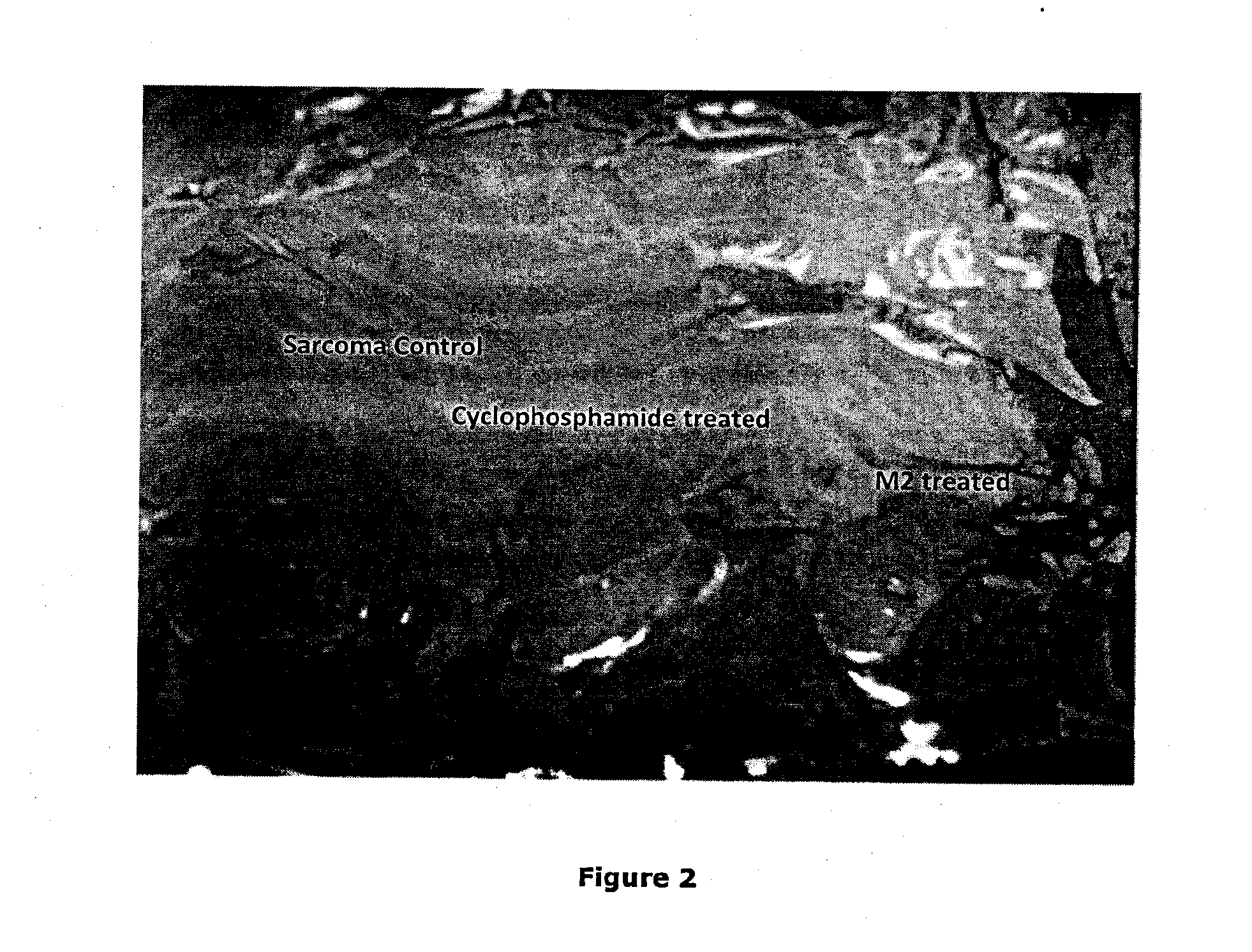 Cancer Chemotherapeutic Agent/Formulation, Manufacture and Use Thereof