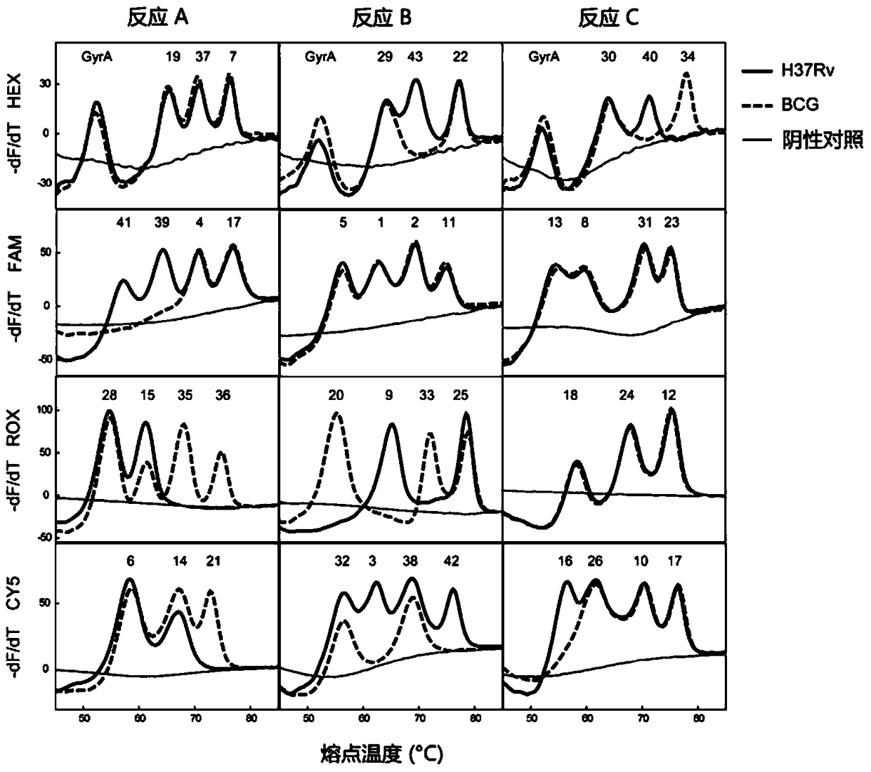 A method for genotyping Mycobacterium tuberculosis spacer oligonucleotides encoded by melting point