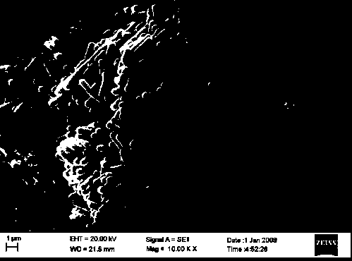 Lactobacillus johnsonii (Ljohn-1) and applications thereof