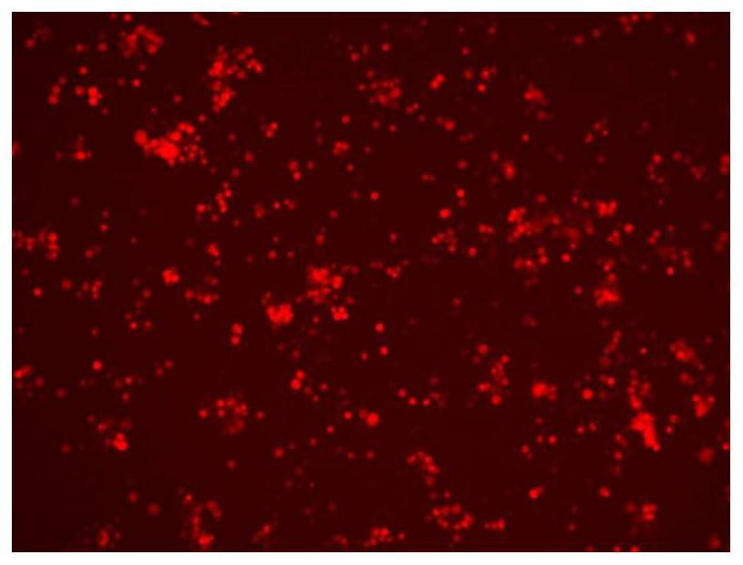 A gene-deleted attenuated African swine fever virus strain and its construction method and application