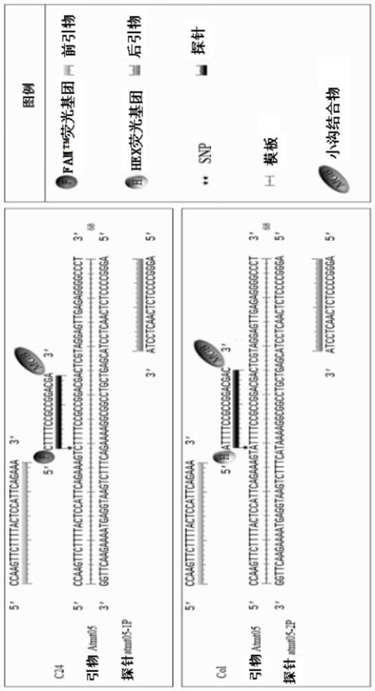 Method and device for detecting cytoplasmic inheritance