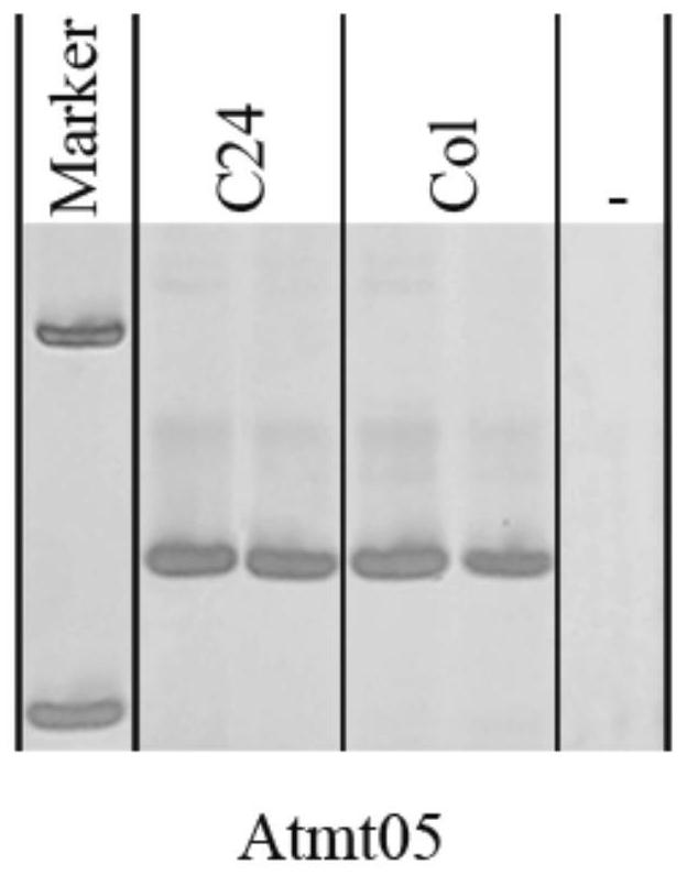 Method and device for detecting cytoplasmic inheritance