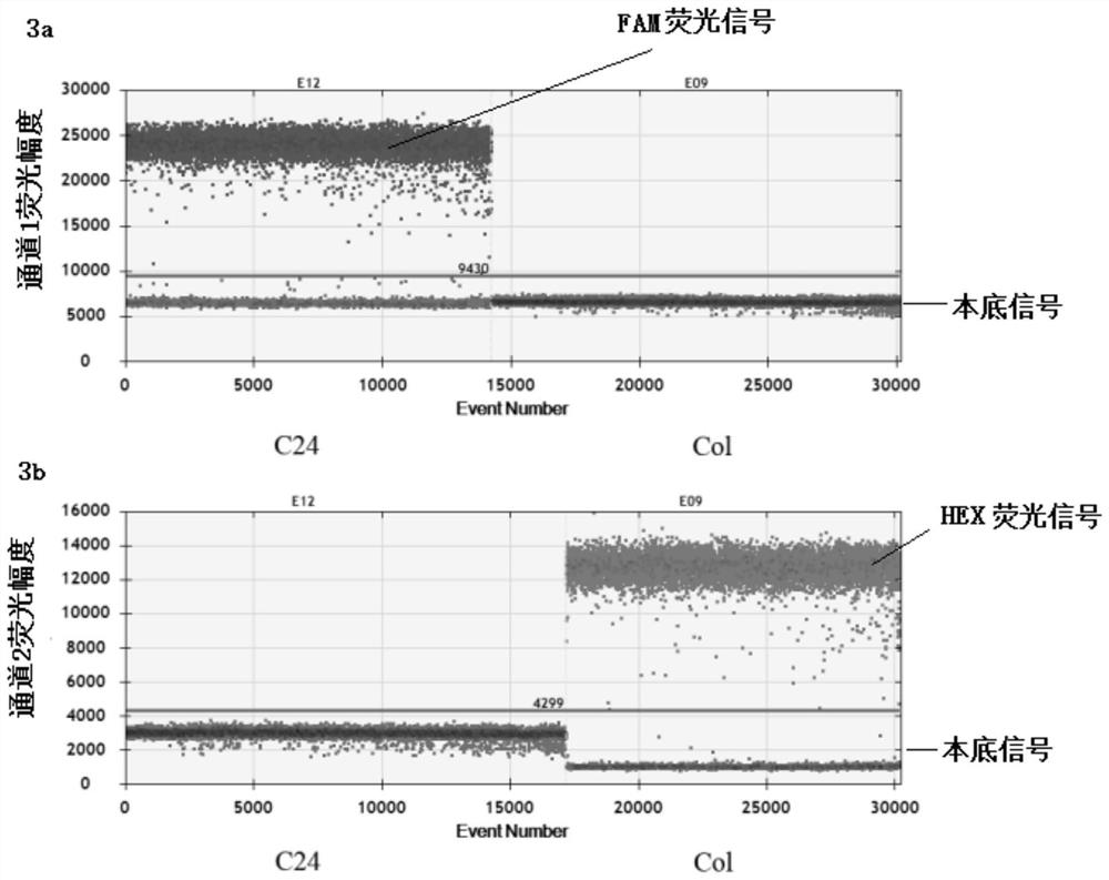 Method and device for detecting cytoplasmic inheritance