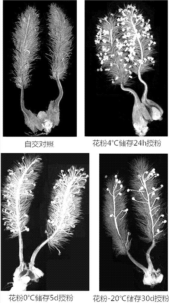 Low-temperature storage method of sugarcane pollen