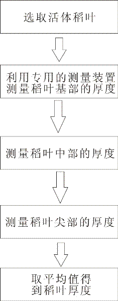 Living body measurement method and device of thickness of rice leaf