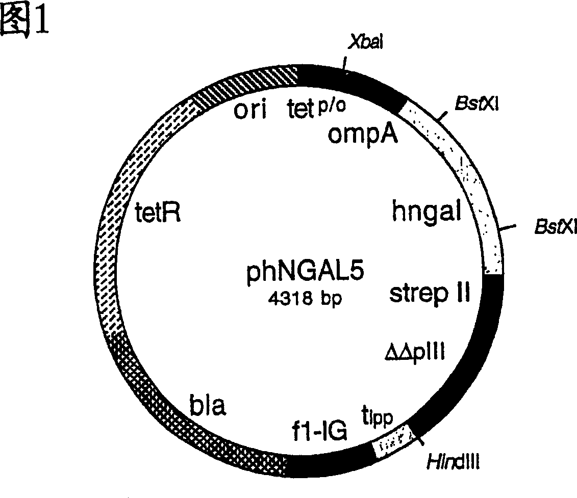 Muteins of human neutrophil gelatinase-associated lipocalin and related proteins