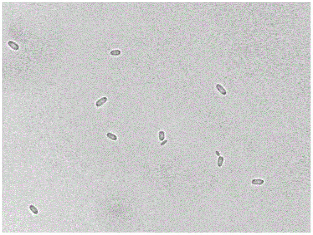 A yeast-like fungus for suppressing postharvest diseases of fresh fruit and its application