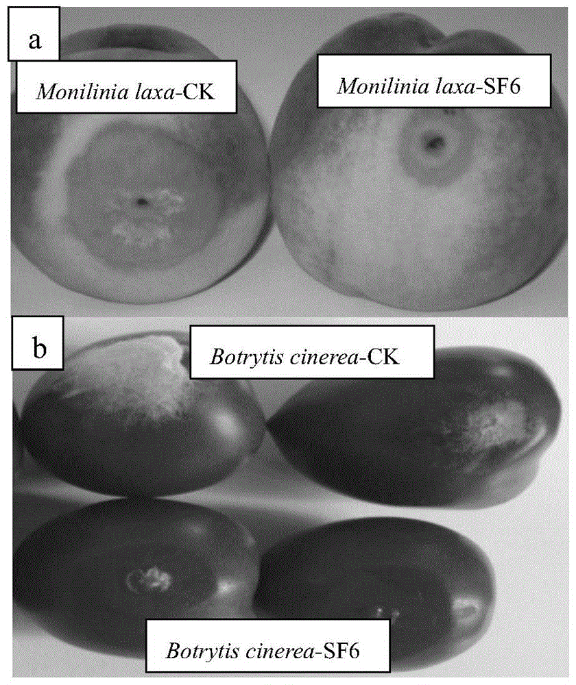 A yeast-like fungus for suppressing postharvest diseases of fresh fruit and its application