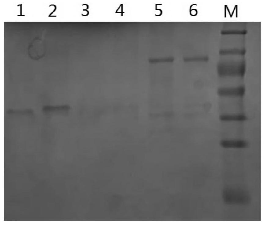 Anti-egfr single-chain antibody, anti-pd1 single-chain antibody and fusion protein