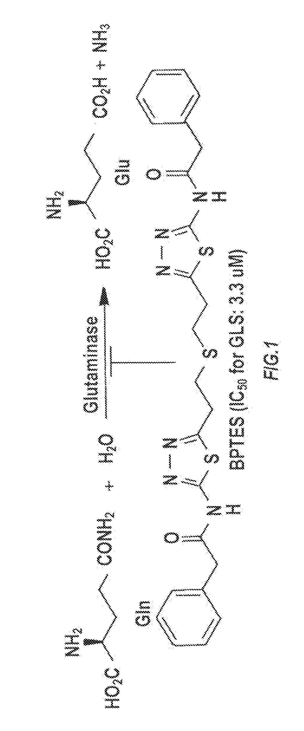 Glutaminase inhibitor discovery and nanoparticle-enhanced delivery for cancer therapy