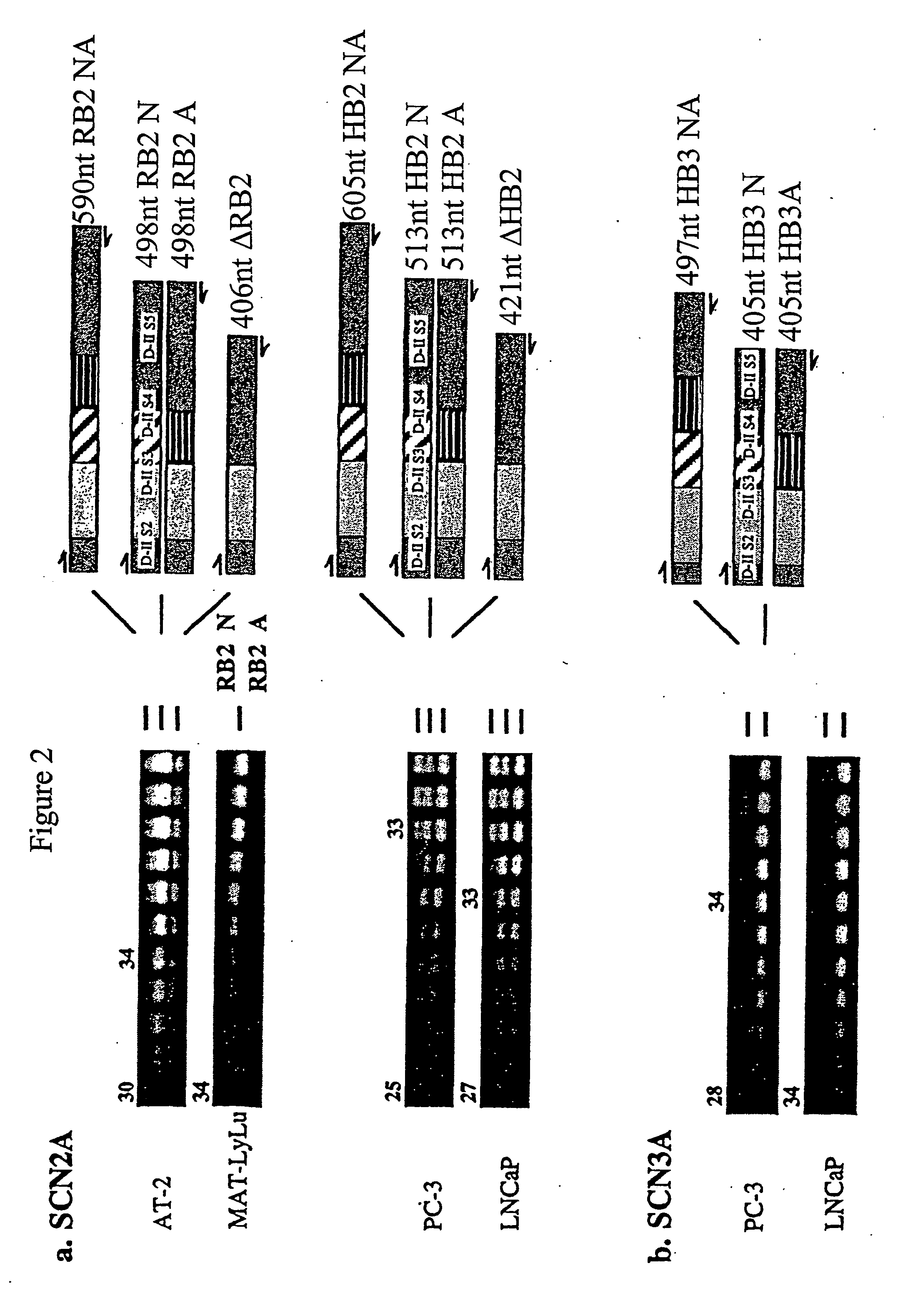 Diagnosis and treatment of cancer