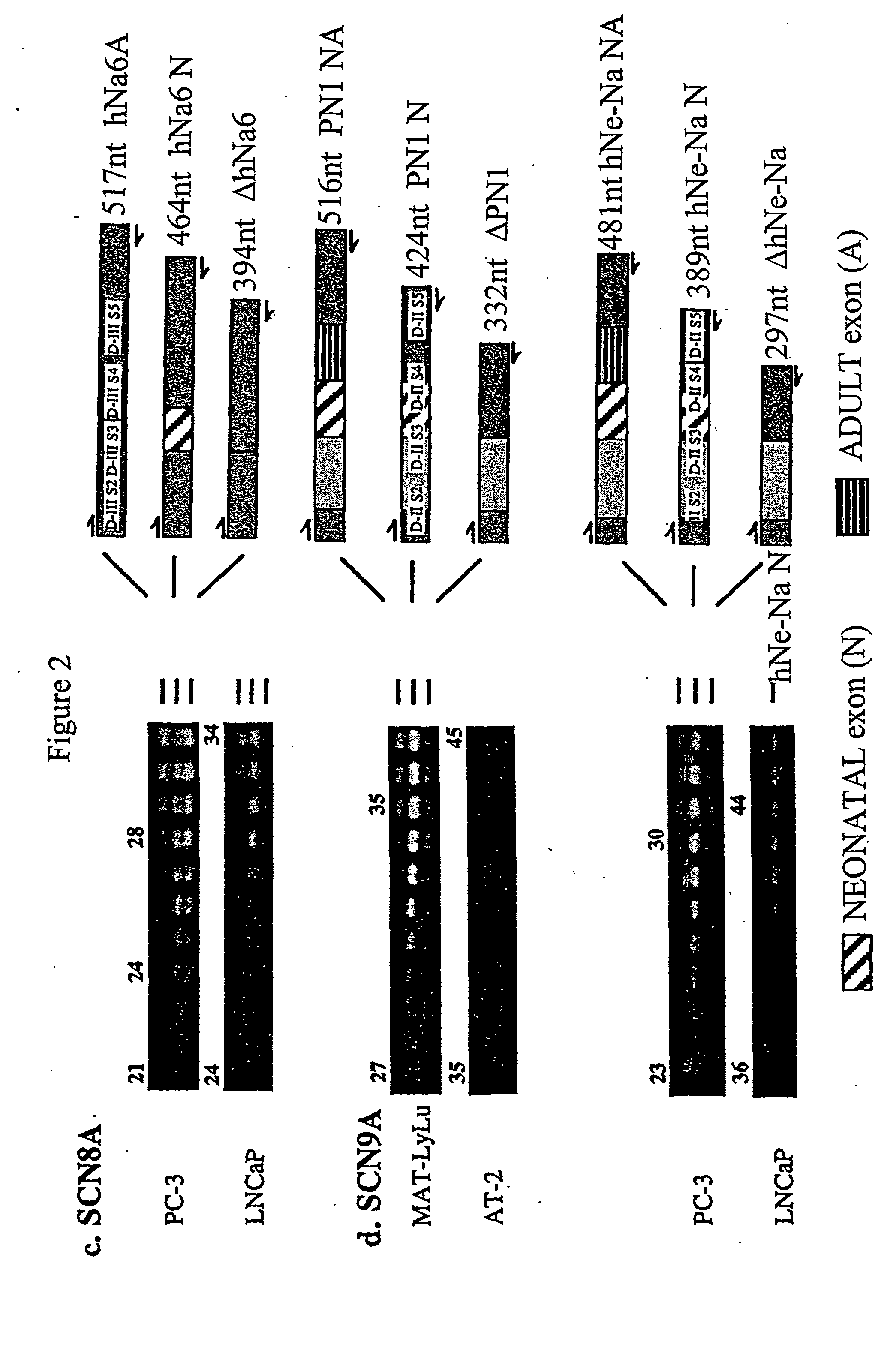 Diagnosis and treatment of cancer