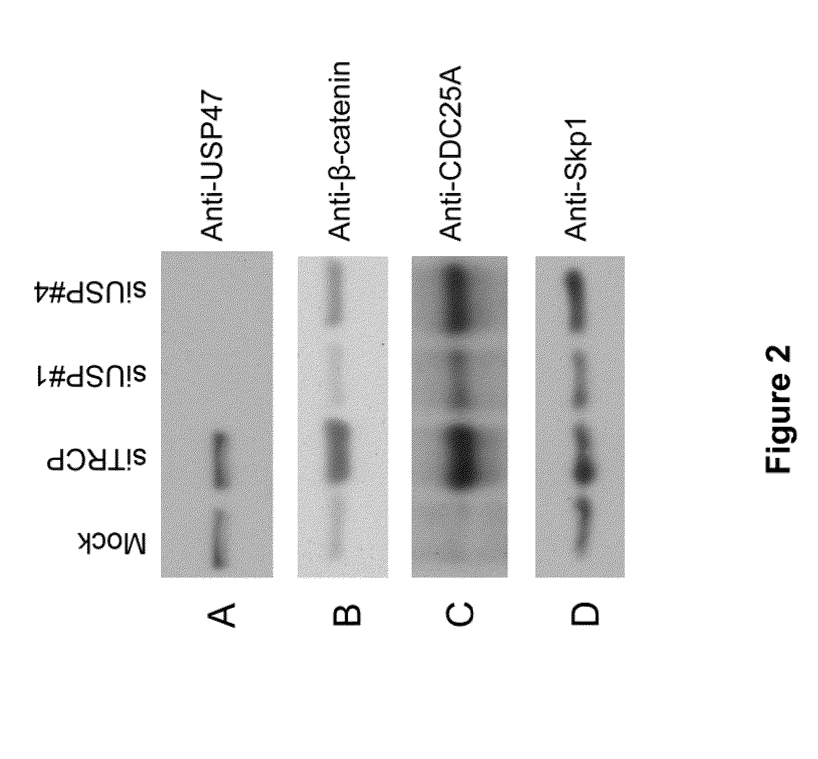 USP47 inhibtors and methods to induce apoptosis