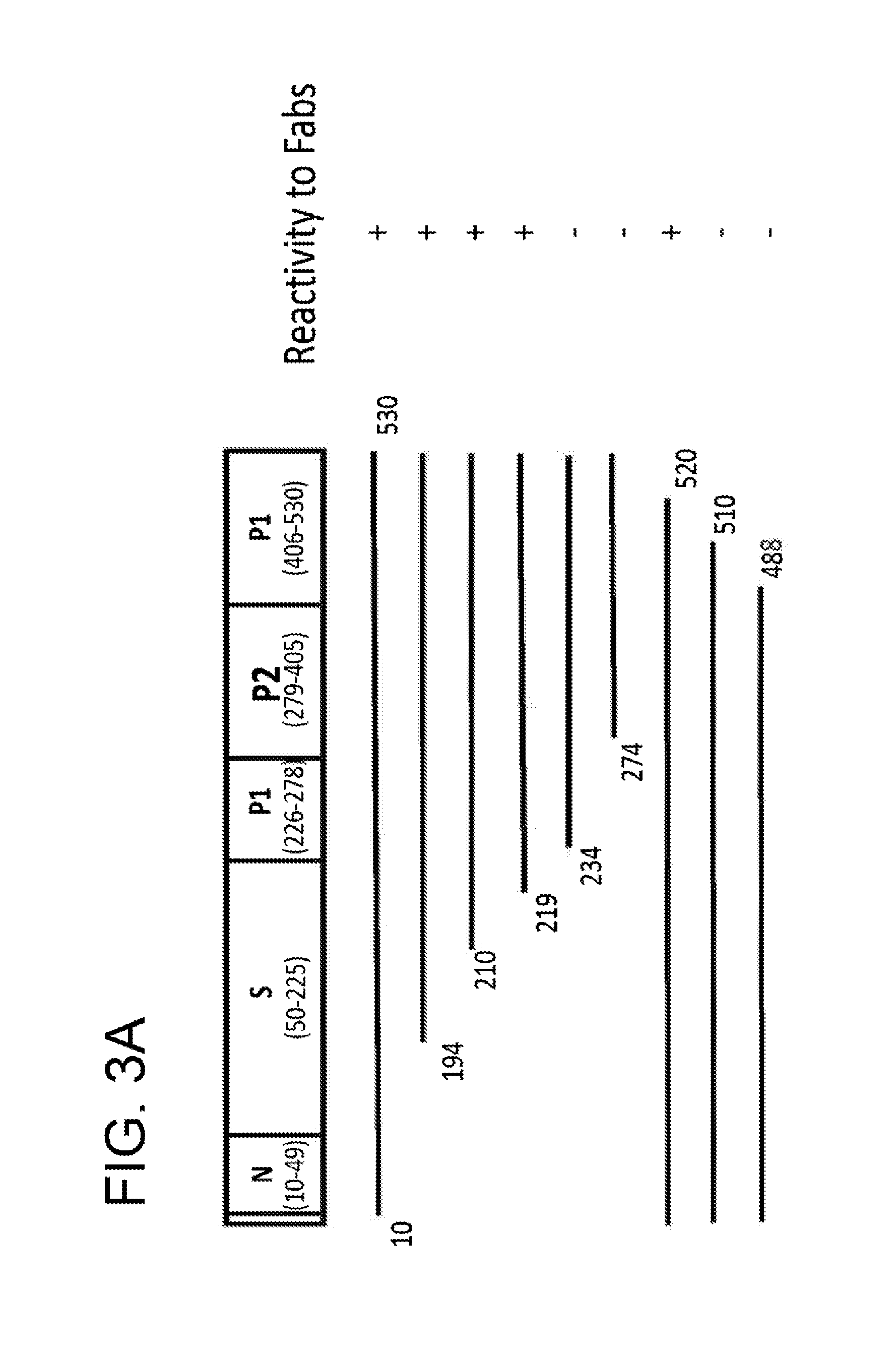 Monoclonal antibodies that neutralize a norovirus