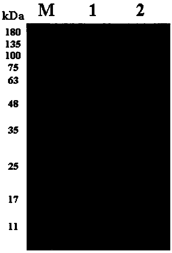 Immunoprotection combined protein and immune vaccine thereof