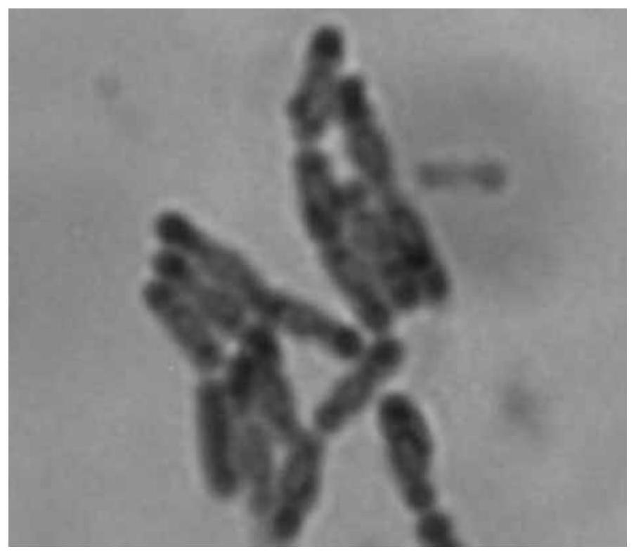 A thermostable bacterium that promotes ammonia assimilation during sludge composting