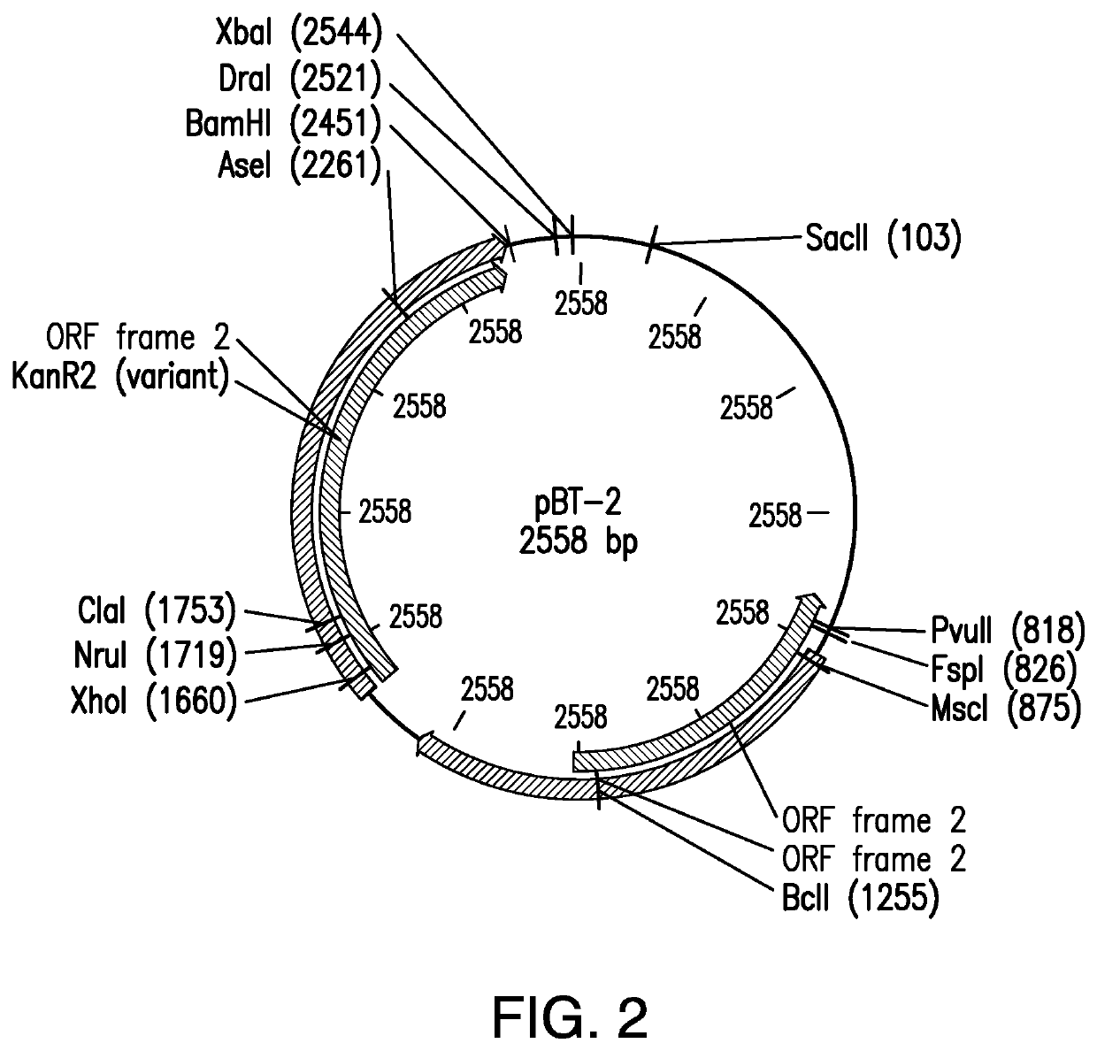 Therapeutic treatment of skin disease with recombinant commensal skin microorganisms