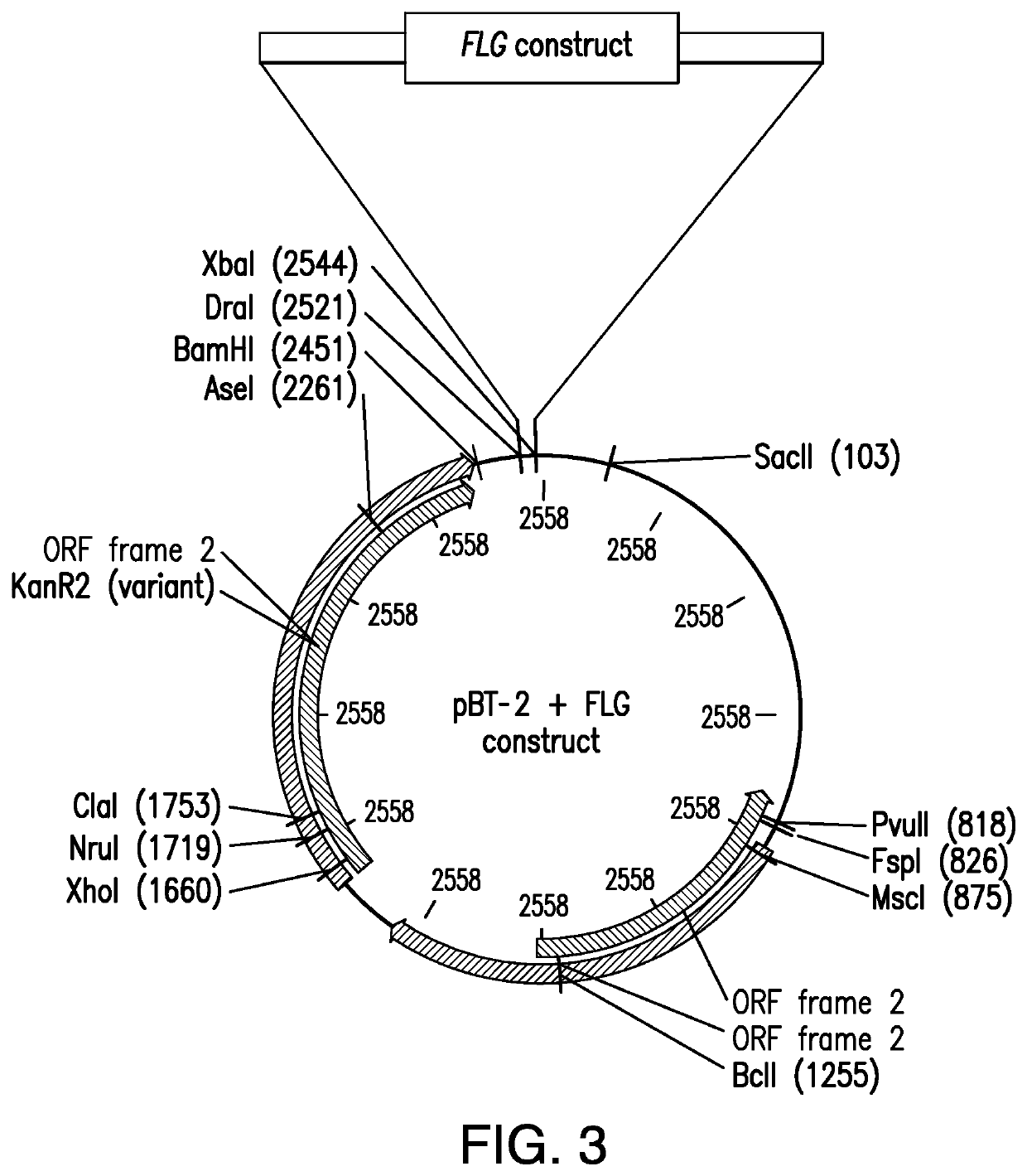 Therapeutic treatment of skin disease with recombinant commensal skin microorganisms