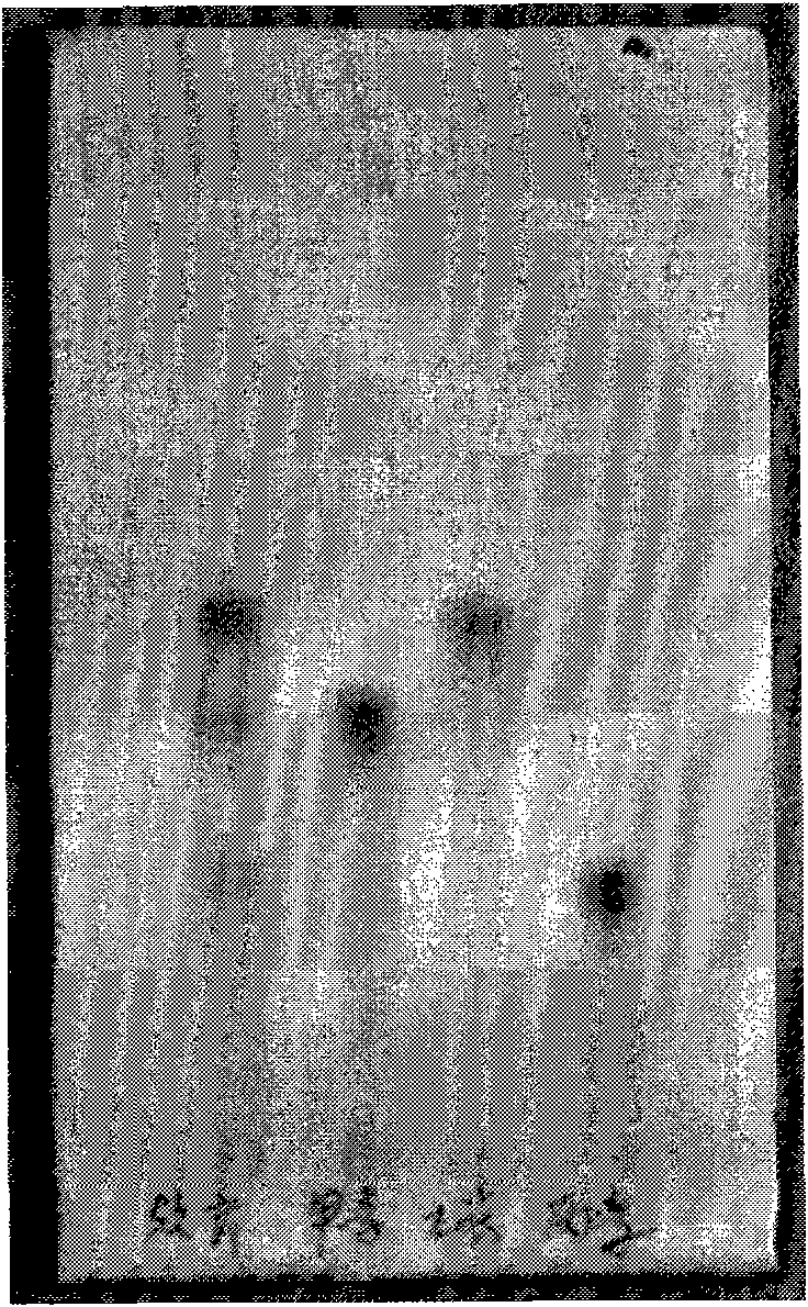 Hypocrella bambusae medicinal material and quality control method of preparation thereof