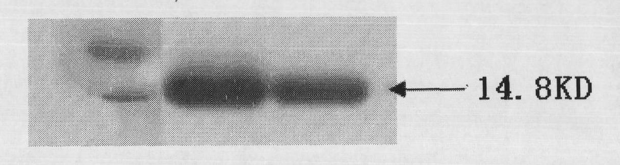 Human enterovirus 71 type specific polypeptide and application thereof