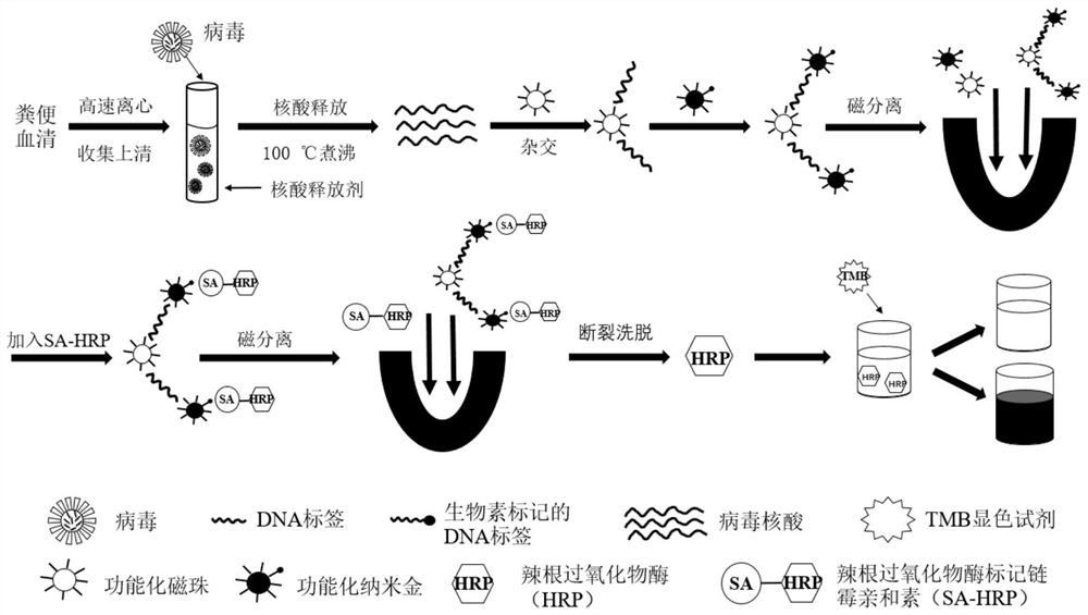 Magnetic nanoparticle visual pathogen detection kit for porcine viral diseases