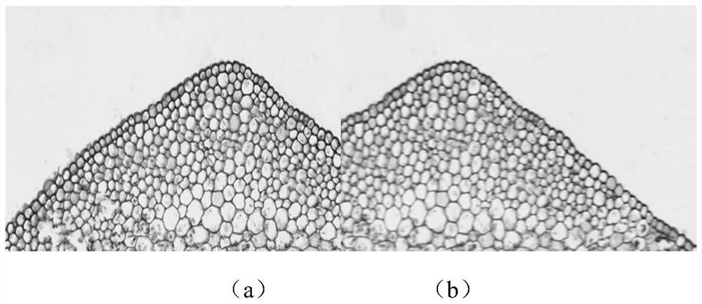 A manual real-time stitching method for microscope video streams