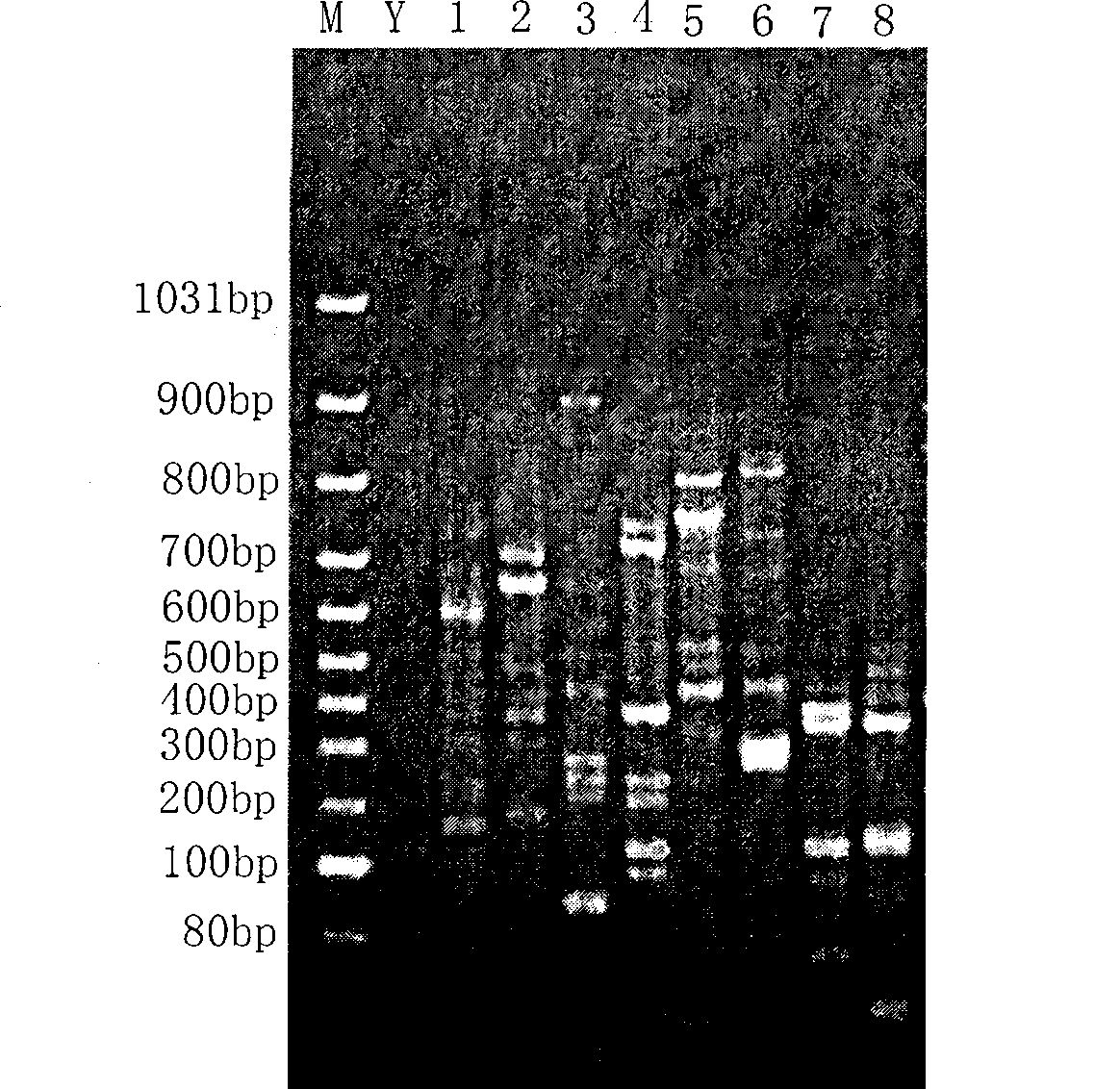 Construction and identification method of molecular marking fingerprint of Dendrobium huoshanense and similitude species thereof