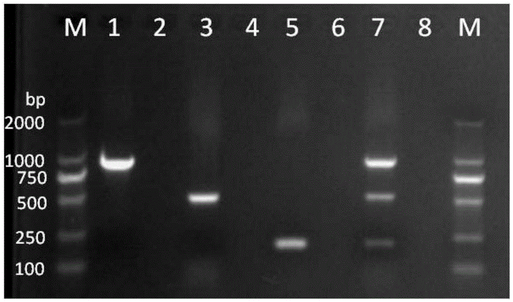 Detection primer group, detection kit, and detection method used for simultaneous detection of three pathogenic bacteria of marine fishes