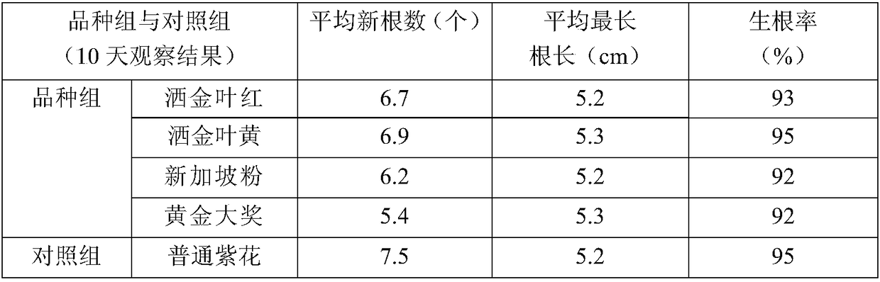 Method for promoting rapid rooting of bougainvillea speetabilis twigs