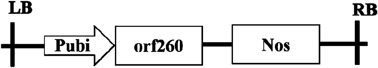 DNA sequence capable of regulating and controlling fertility of rice and application thereof