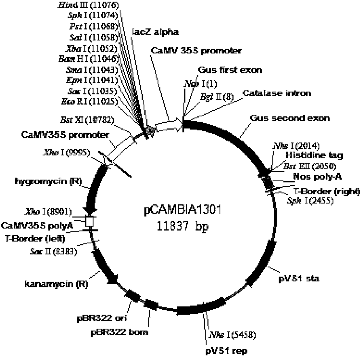 DNA sequence capable of regulating and controlling fertility of rice and application thereof