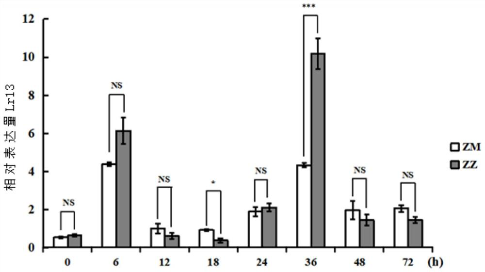 Puccinia triticinia resistant protein as well as coding gene and application thereof