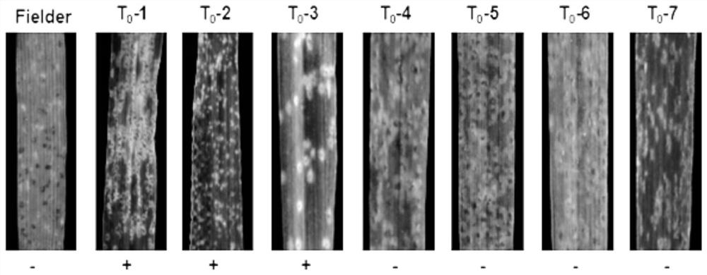 Puccinia triticinia resistant protein as well as coding gene and application thereof